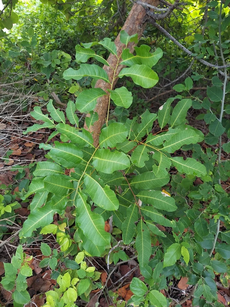 Cupaniopsis Anacardioides