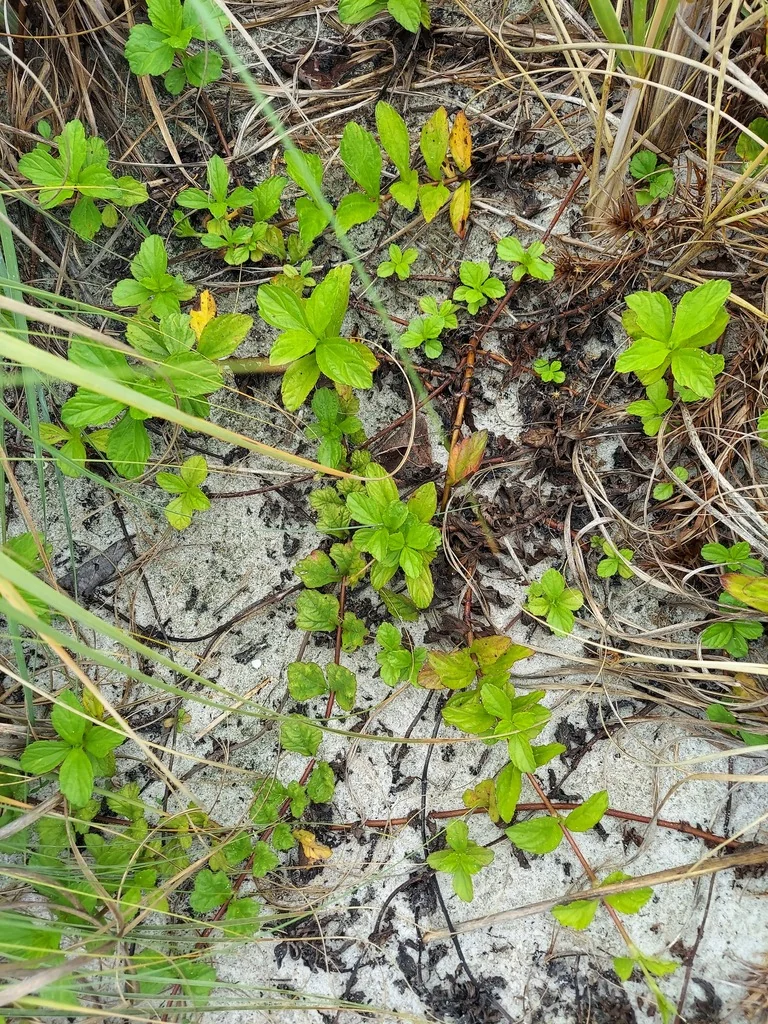 Wedelia Trilobata