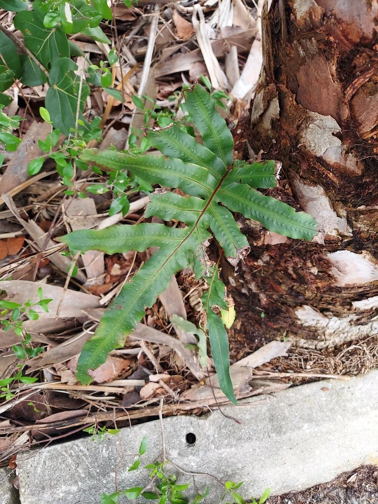 Phlebodium Aureum