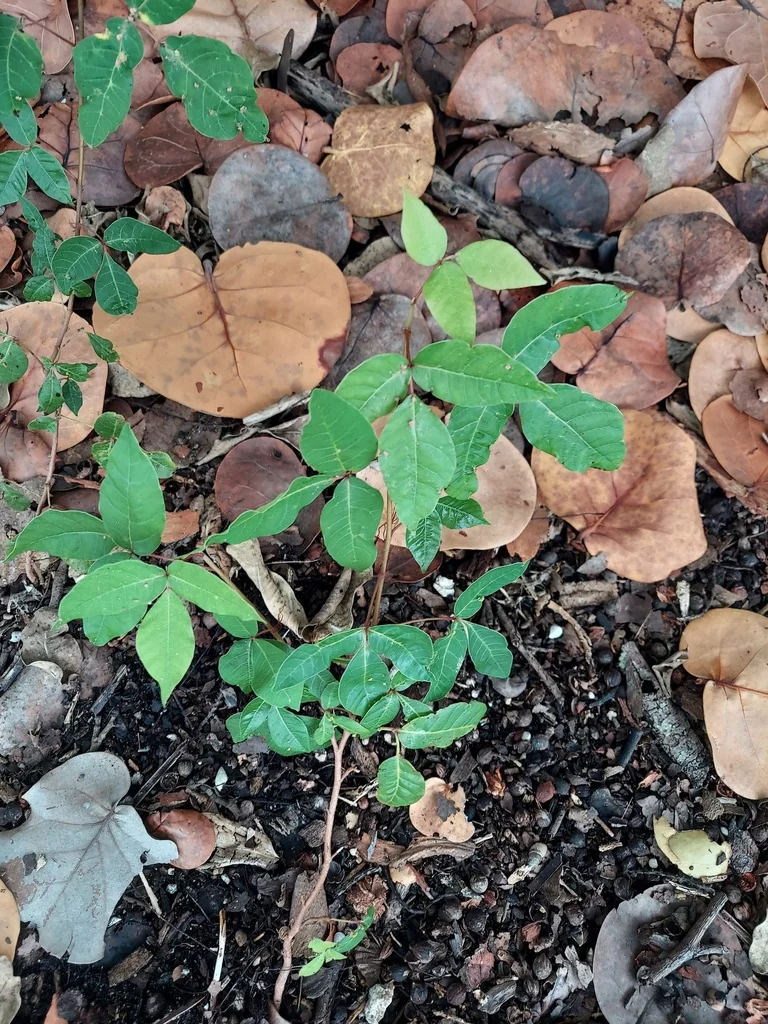 Toxicodendron Radicans