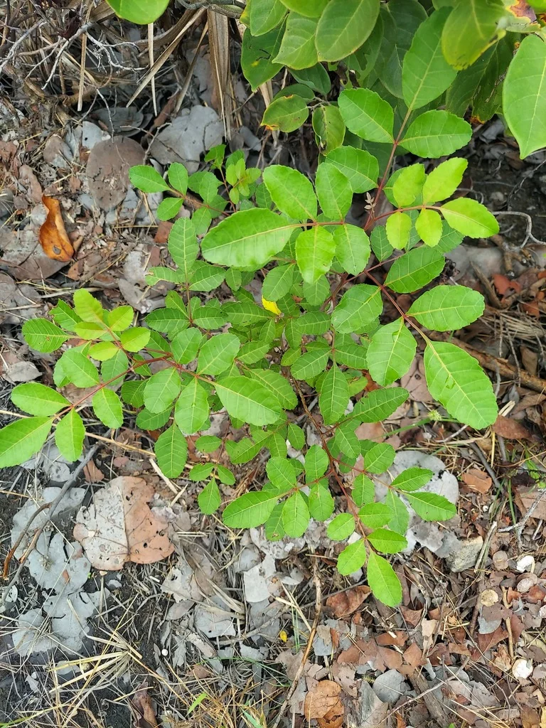 Schinus Terebinthifolius
