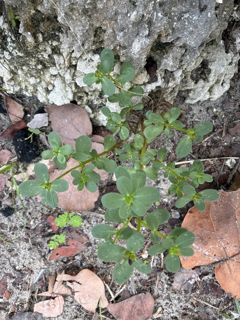 Portulaca oleracea