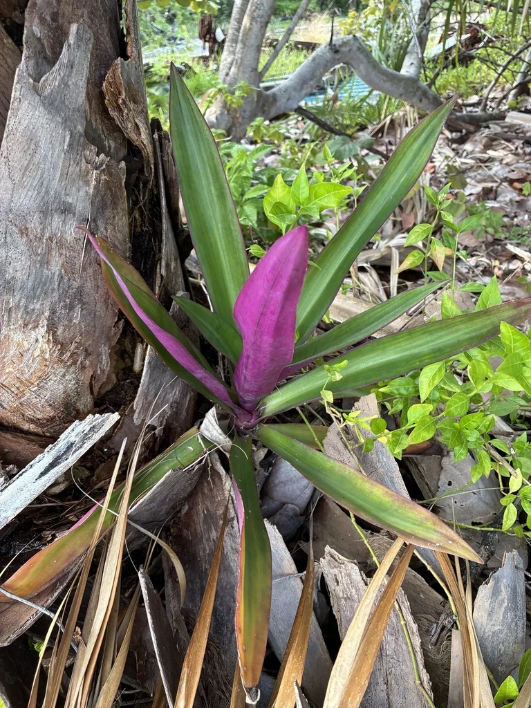 Tradescantia Spathacea