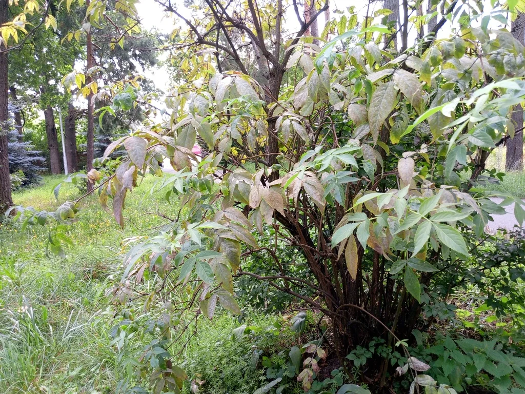 Sambucus Racemosa
