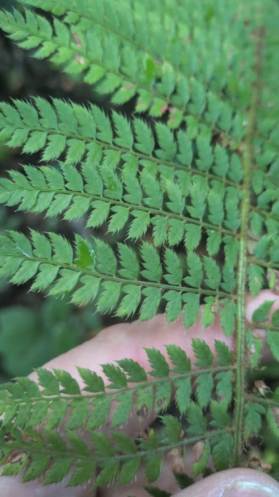 Polystichum Setiferum