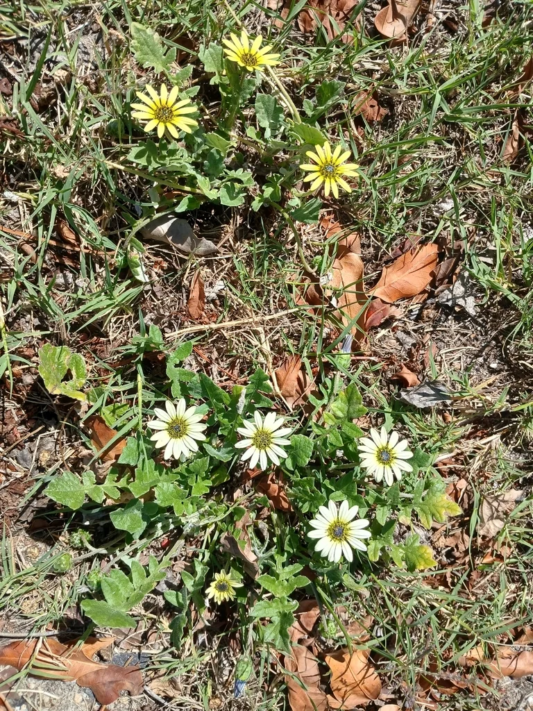 Arctotheca Calendula