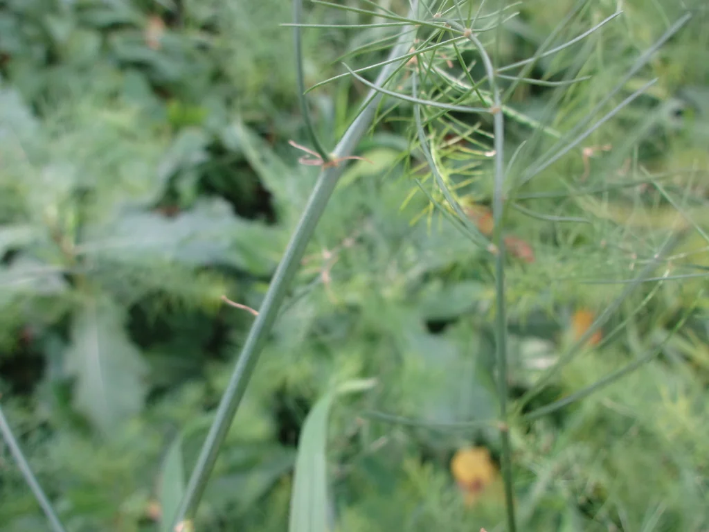 Asparagus Officinalis