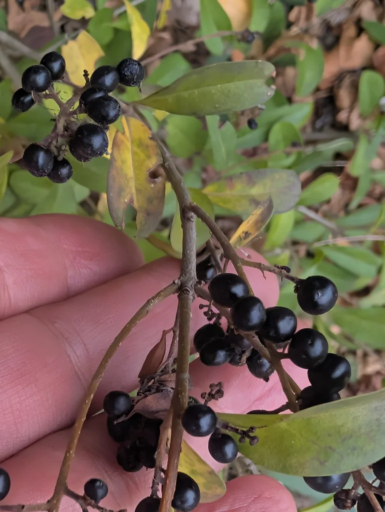 Ligustrum Vulgare