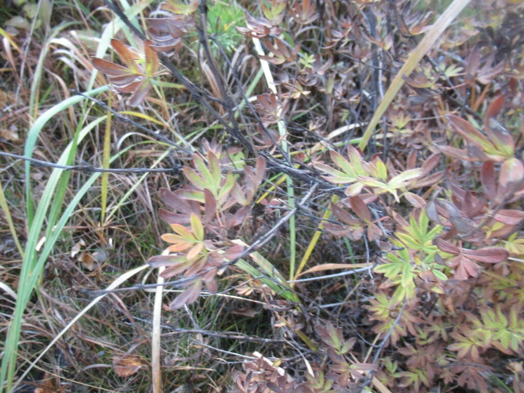 Potentilla fruticosa