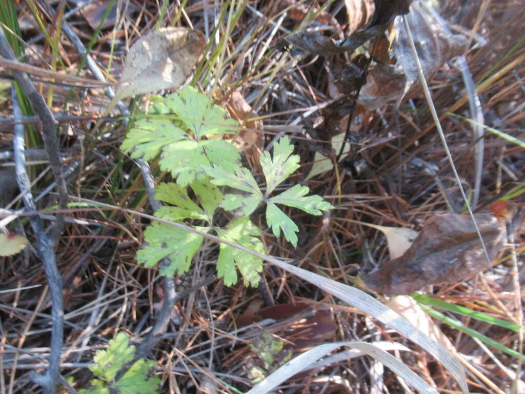 Anemone Sylvestris
