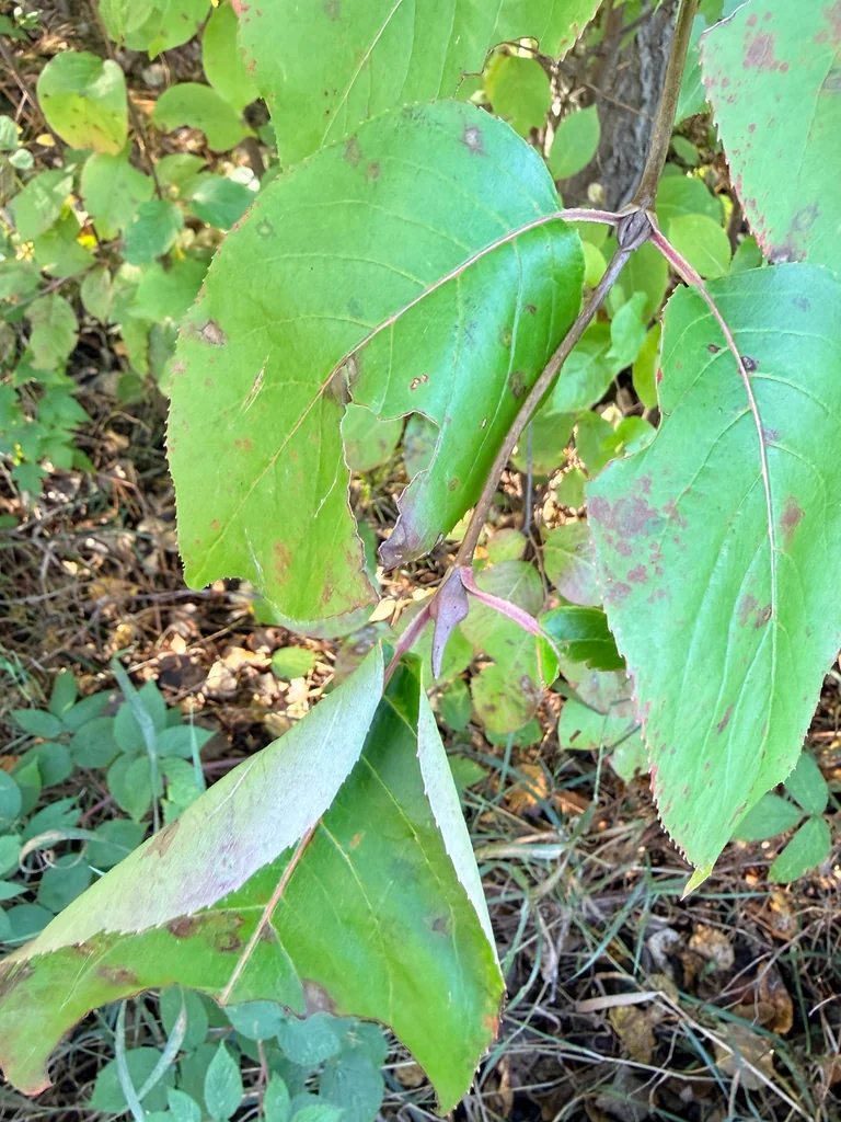 Viburnum Lentago