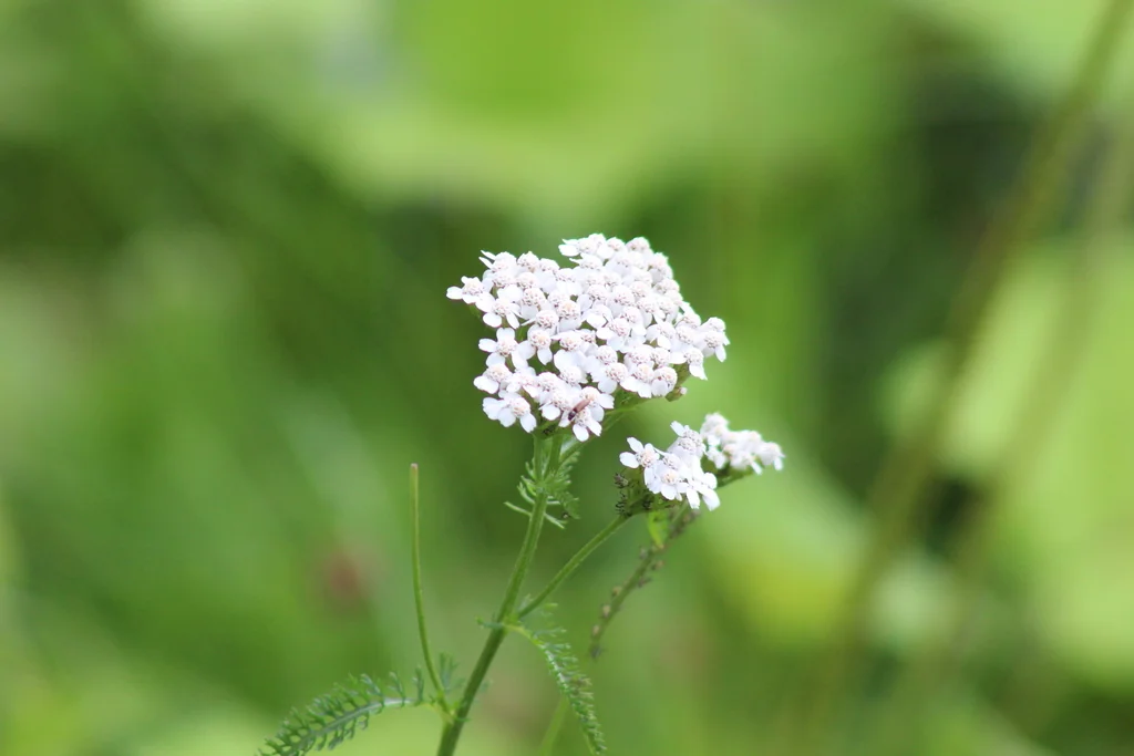 Achillea Millefolium