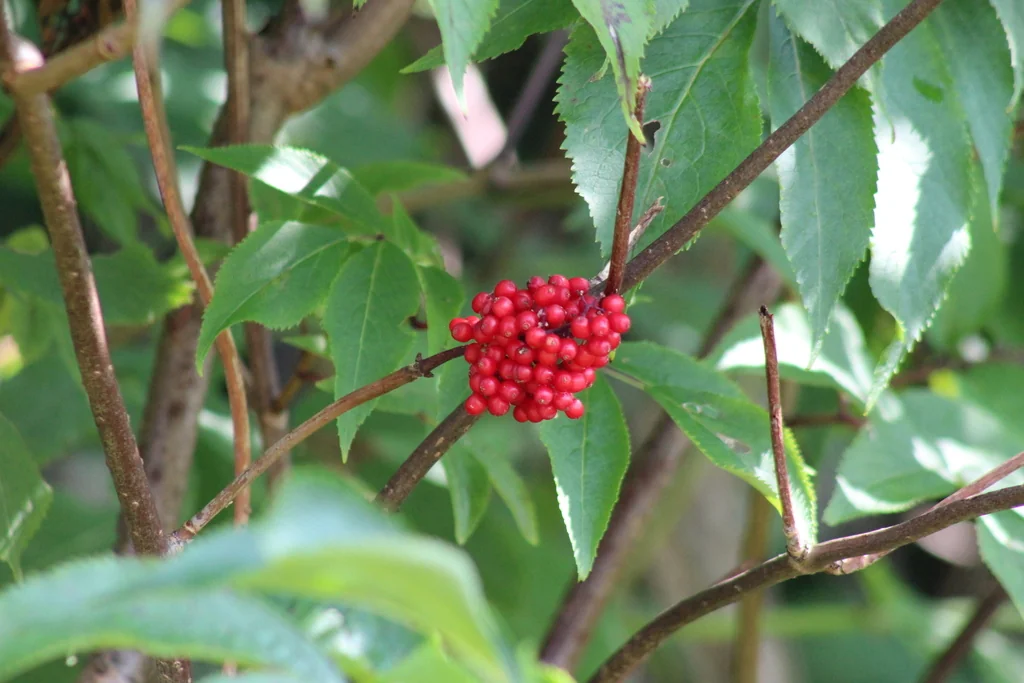 Sambucus Racemosa