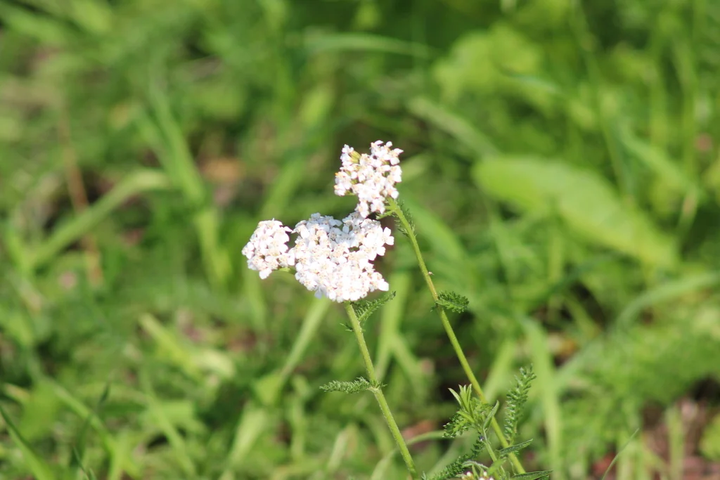 Achillea Millefolium