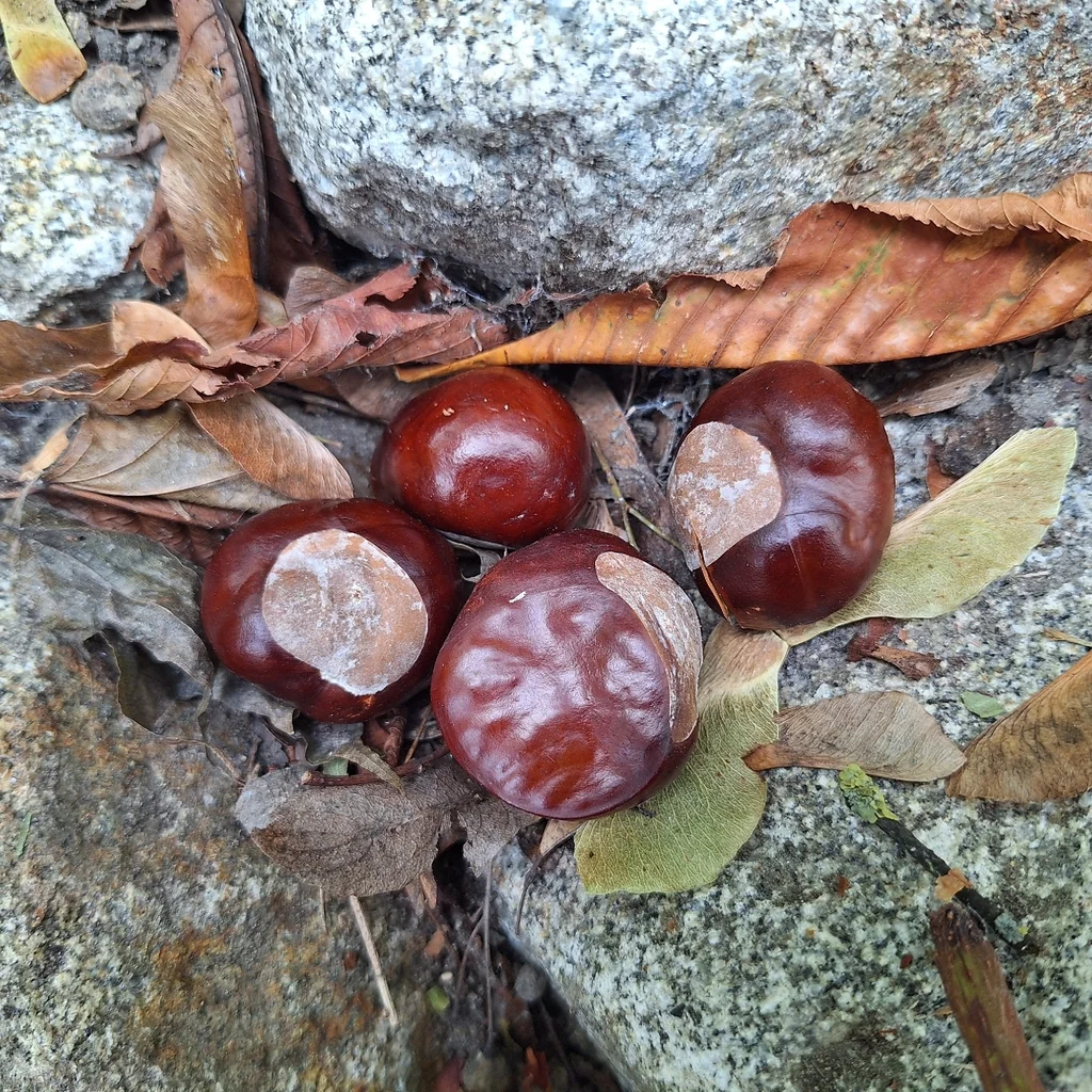 Aesculus Hippocastanum