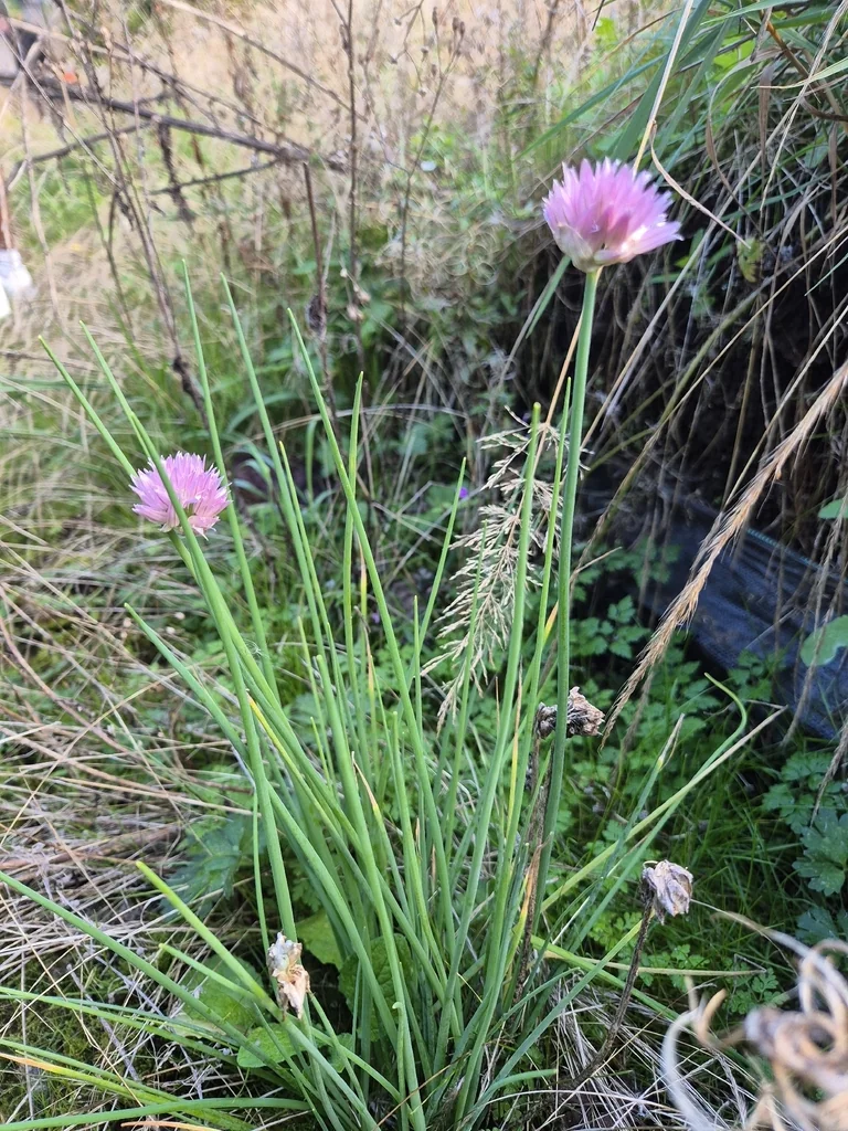 Allium Schoenoprasum