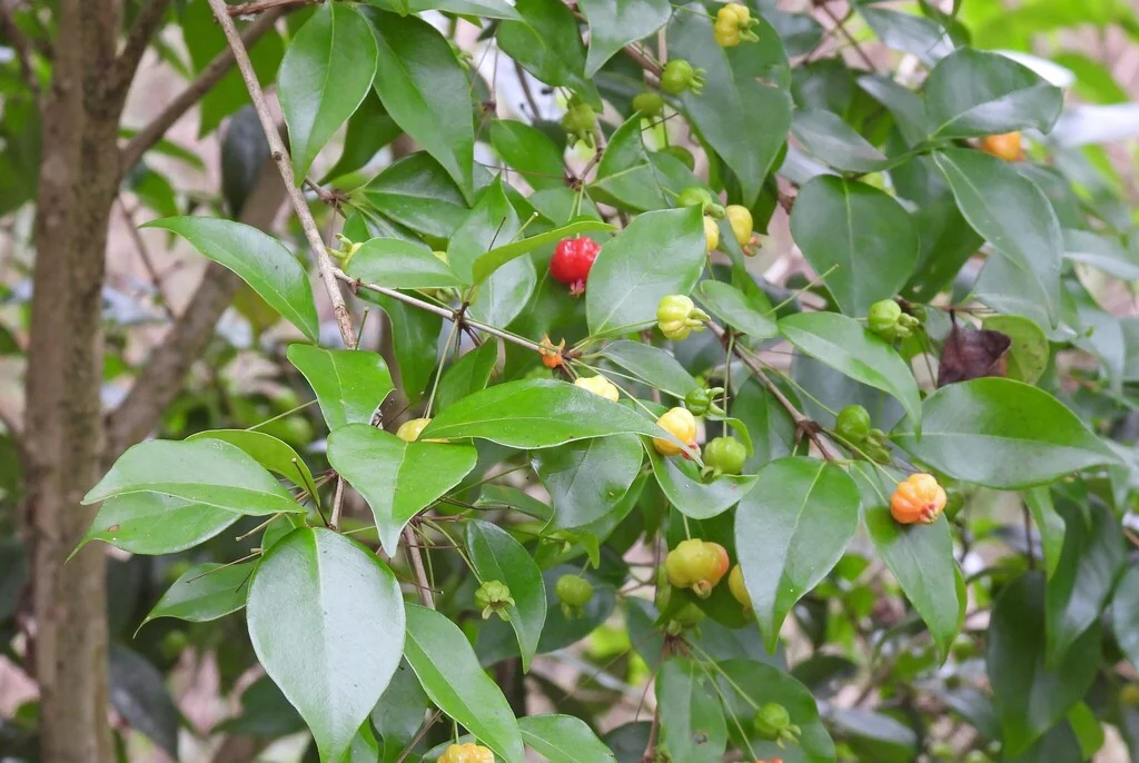 Eugenia Uniflora