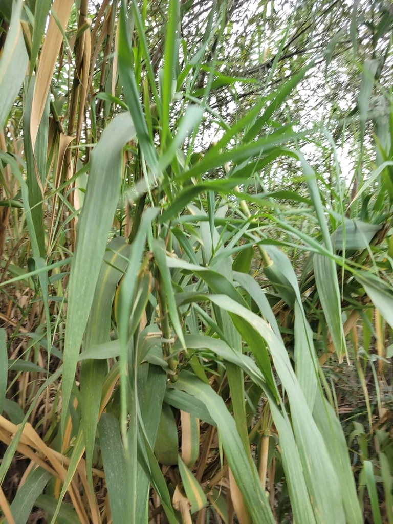 Arundo Donax
