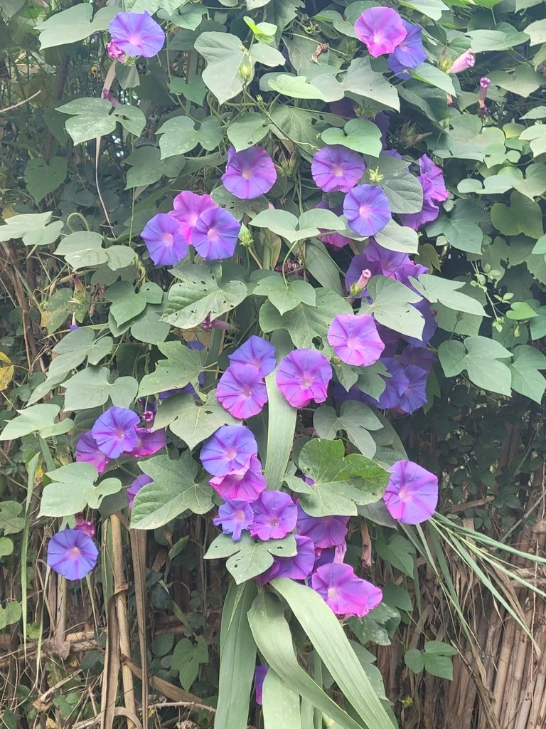 Ipomoea Indica