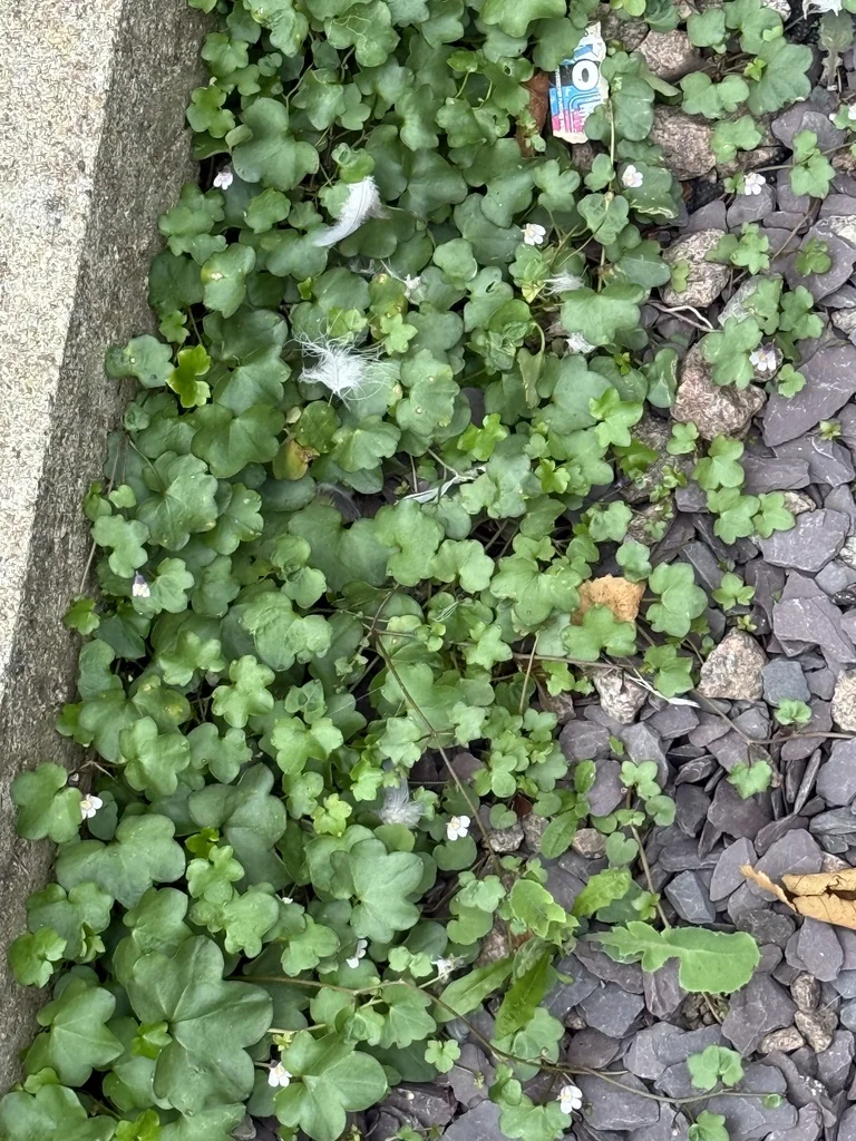 Cymbalaria Muralis