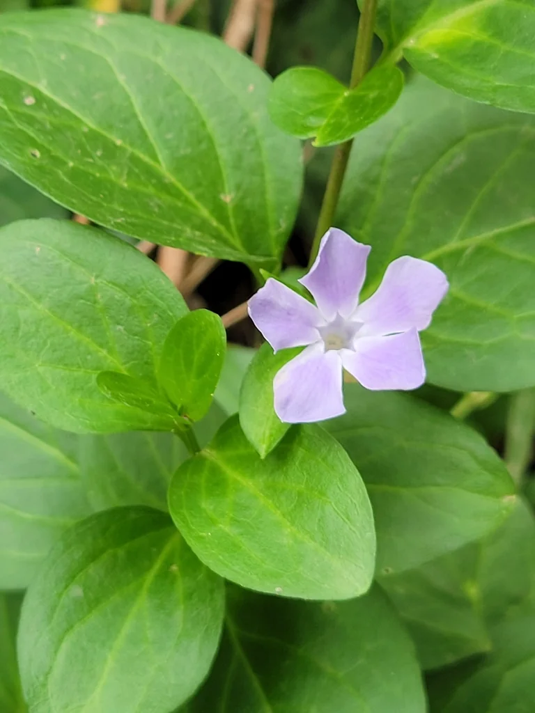 Vinca major