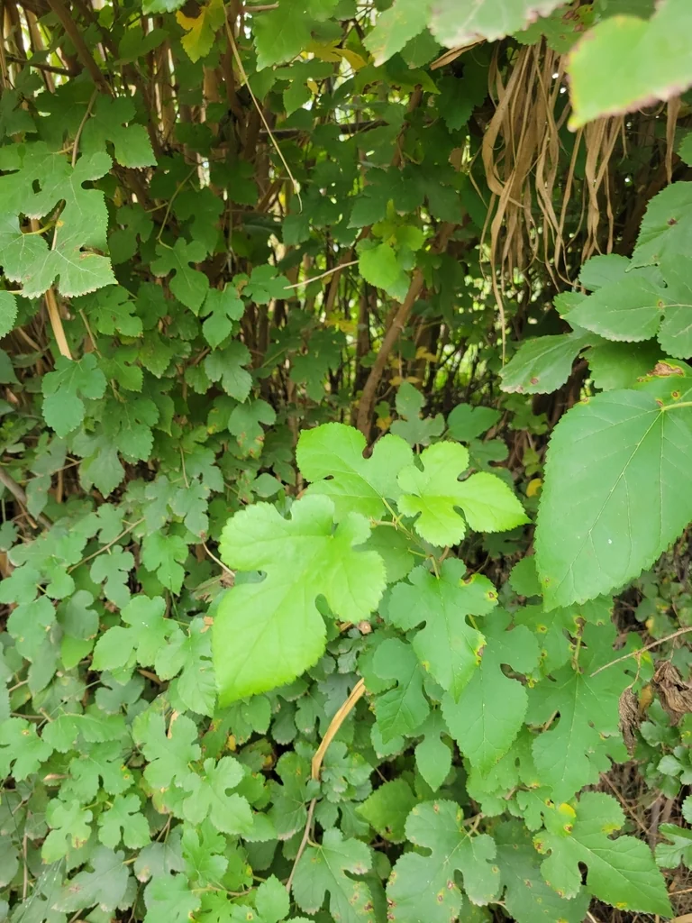 Morus Alba