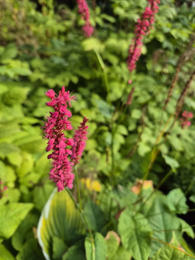 Persicaria amplexicaulis