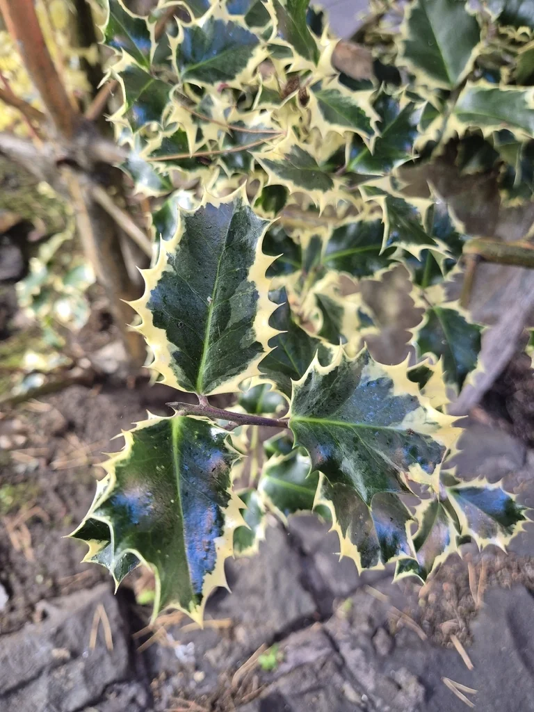 Ilex Aquifolium
