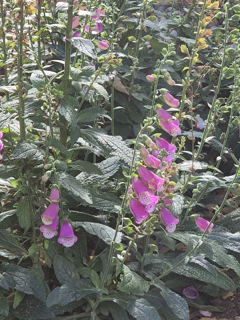 Digitalis Purpurea