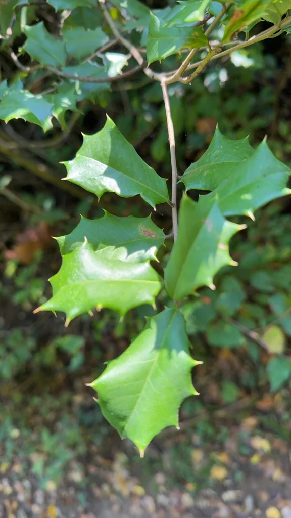 Ilex Opaca