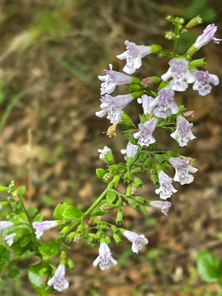 Calamintha Nepeta