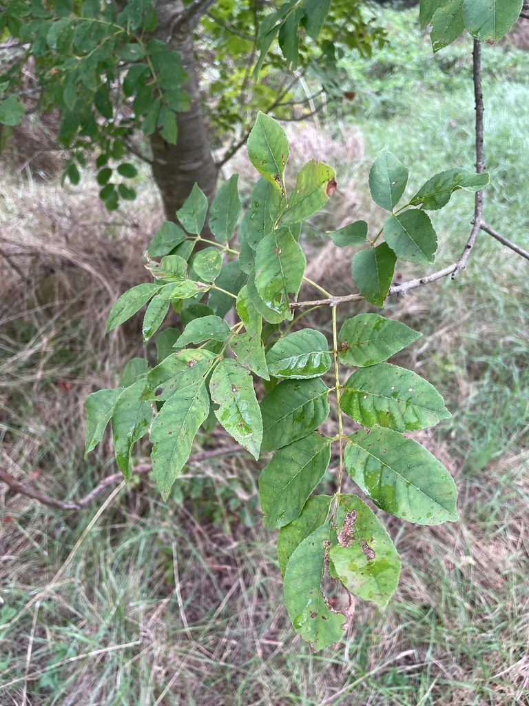 Fraxinus Ornus