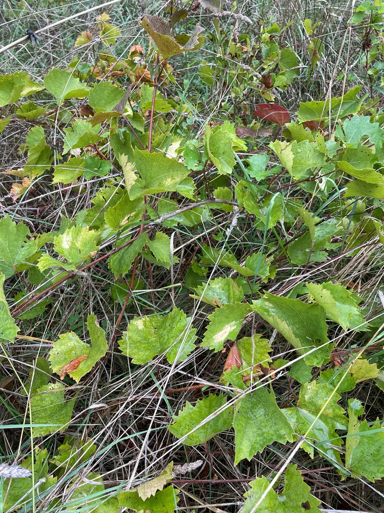Vitis Vinifera