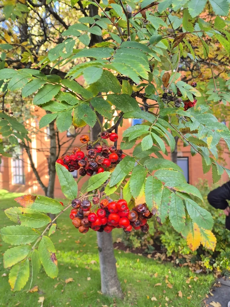 Sorbus Aucuparia