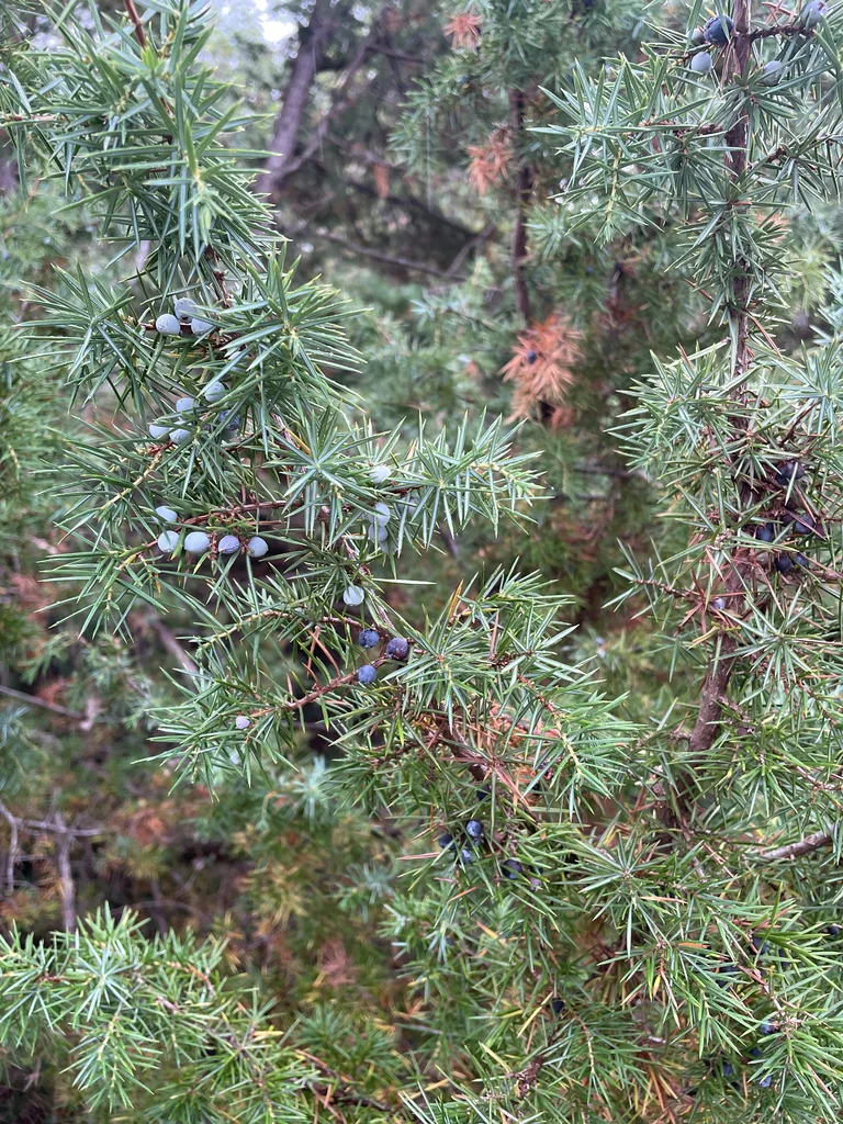 Juniperus Communis