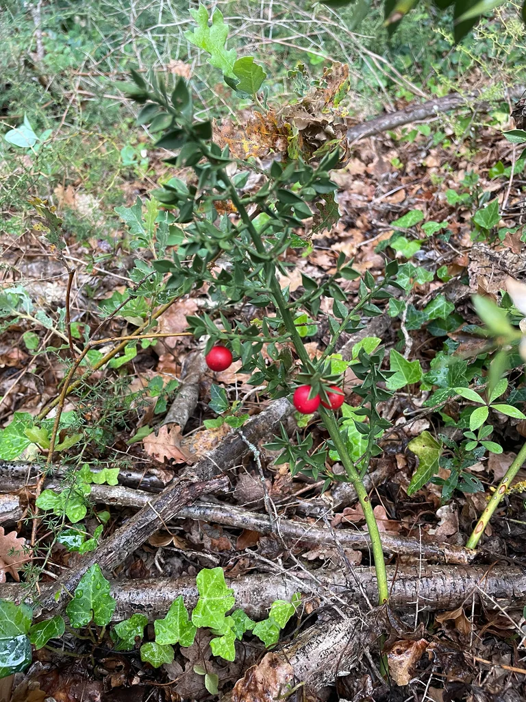 Ruscus Aculeatus