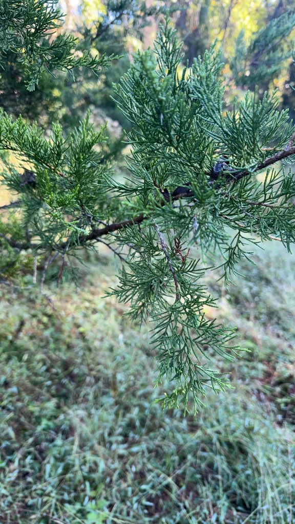 Juniperus Virginiana
