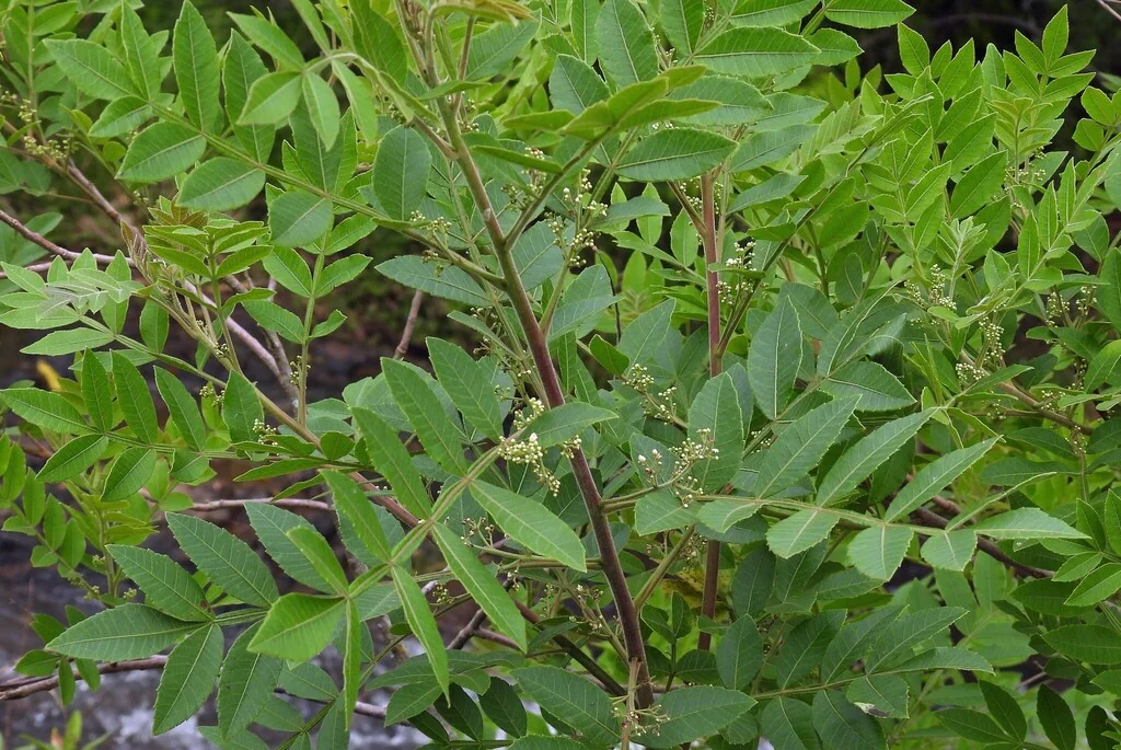 Schinus Terebinthifolius