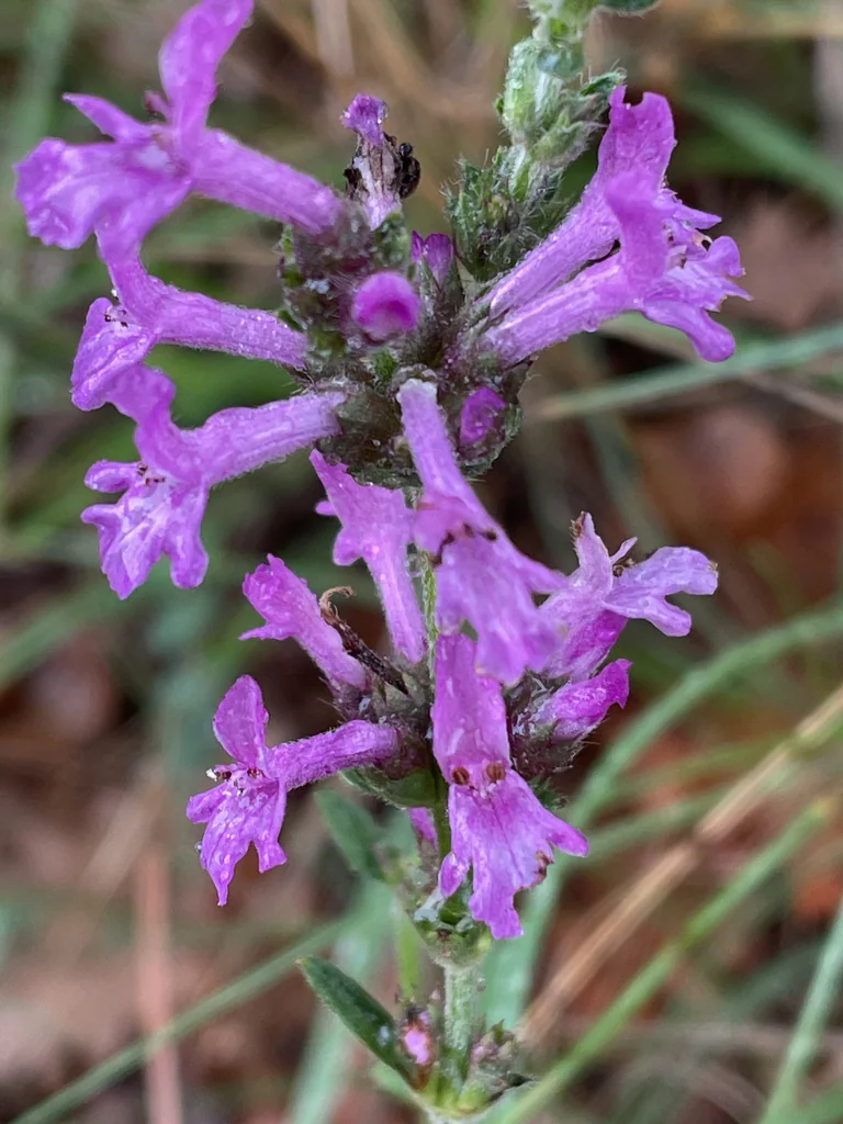 Stachys Officinalis