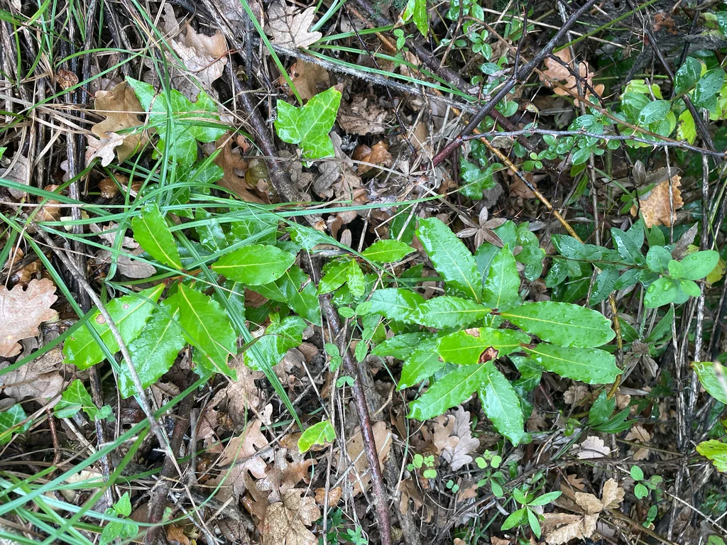 Laurus Nobilis