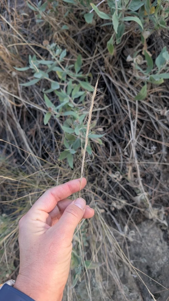 Pseudoroegneria Spicata