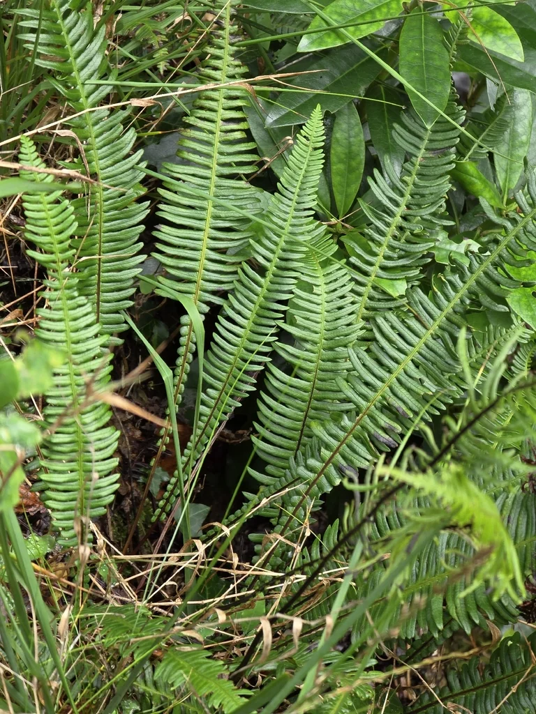 Blechnum Spicant
