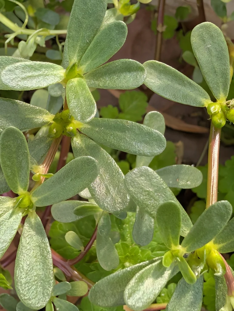 Portulaca oleracea