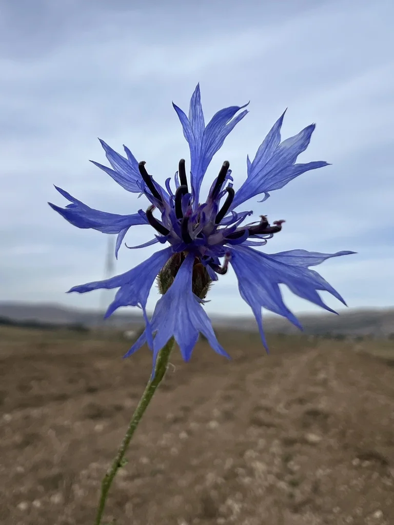 Centaurea Cyanus