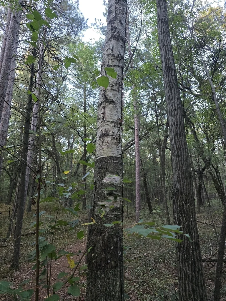 Betula Papyrifera