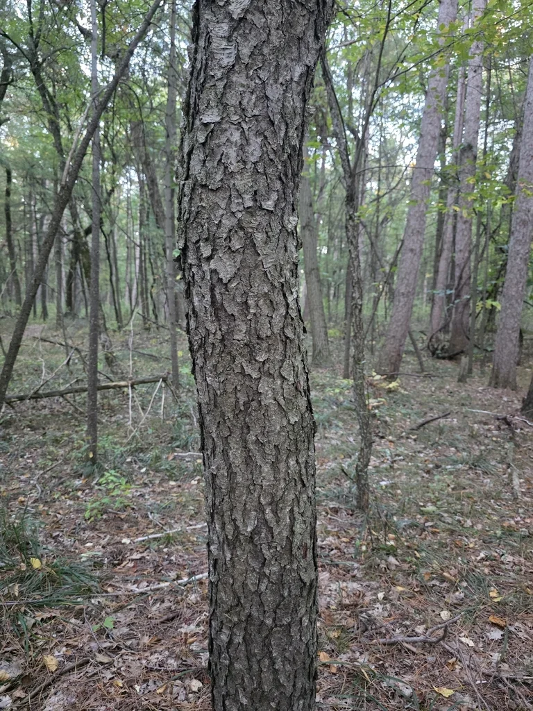 Prunus Serotina