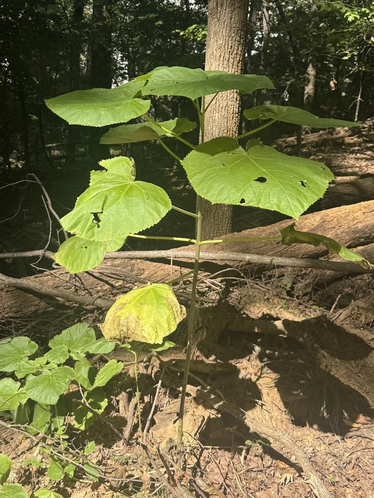 Paulownia Tomentosa