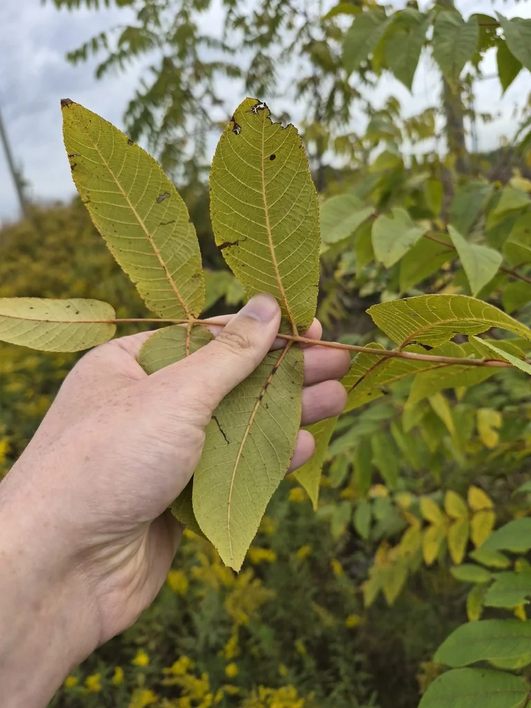 Juglans Nigra