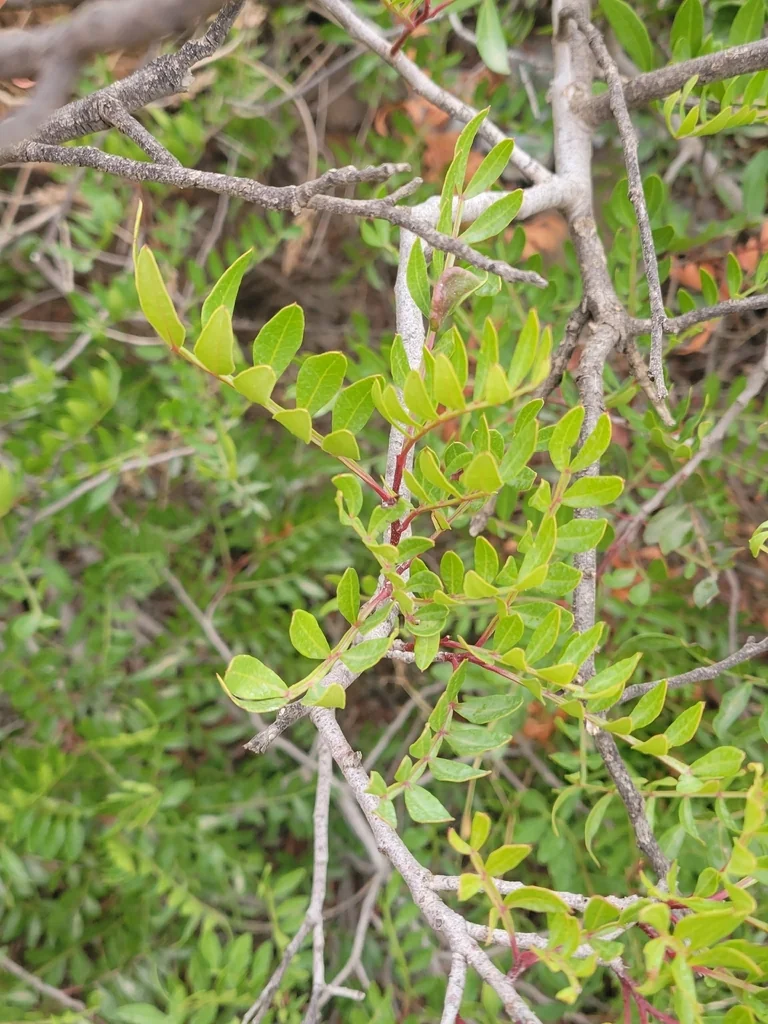 Pistacia Lentiscus