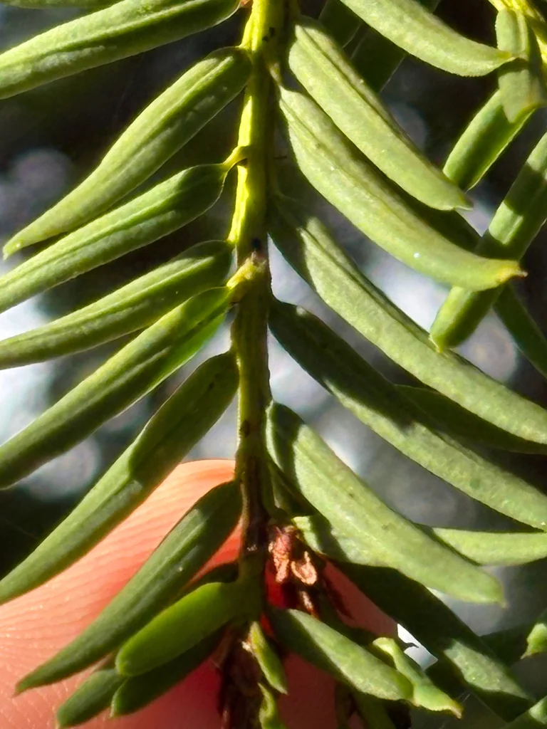 Taxus Brevifolia